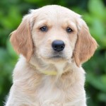 Always Leo Kopf Always Leo Kopf