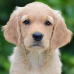 Amar Yakari Kopf Amar Yakari Kopf