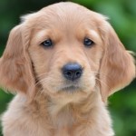 Amber Kopf Amber Kopf