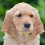 Ask Bran Kopf Ask Bran Kopf