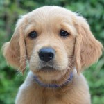 Athos Kopf Athos Kopf