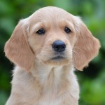 Aurea Hedwig Kopf Aurea Hedwig Kopf