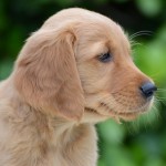 Awesone Aiwen Kopf Awesone Aiwen Kopf