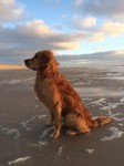 Rosco