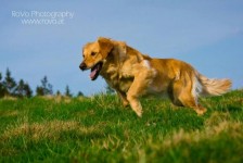 Pippa3 Pippa3