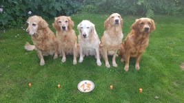 Merle 13 Jahre Merle 13 Jahre