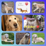 Merle 14 Jahre Merle 14 Jahre