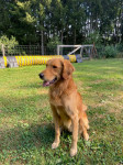 Milow Agility Milow Agility