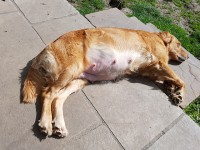 Sonnenanbeterin Sonnenanbeterin